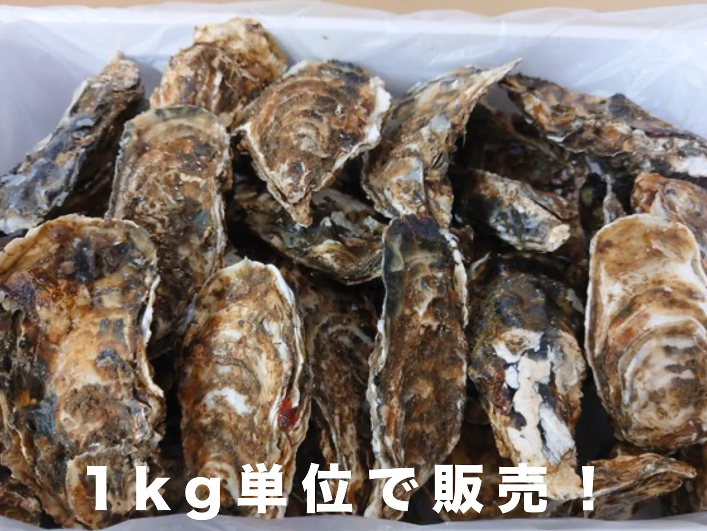 サロマ湖産 牡蠣 量り売り